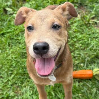 Josie -  Labrador Retriever Dog for Adoption in New Fairfield, Connecticut - Josie | PetCurious
