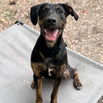 Hound and Mixed Breed Dogs Available for Adoption in Newark, New Jersey - Pickles | PetCurious