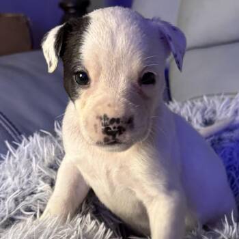 American Bully Dogs Available for Adoption - Acadia | PetCurious