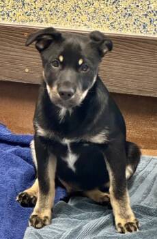 Legs -  Mixed Breed Dog for Adoption in Stanwood, Washington - Legs | PetCurious