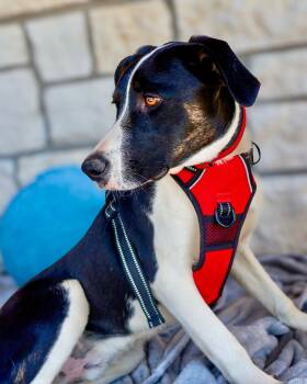 Mixed Breed Dogs Available for Adoption - Ben | PetCurious