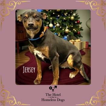 American Staffordshire Terrier and Terrier Dogs Available for Adoption in Cumberland, Rhode Island - Jersey | PetCurious