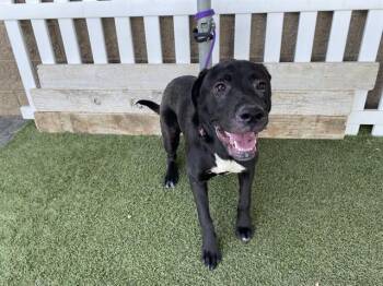 Labrador Retriever and Mixed Breed Dogs Available for Adoption in Modesto, California - A609085 | PetCurious