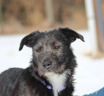 Terrier Dogs Available for Adoption - Dixie | PetCurious