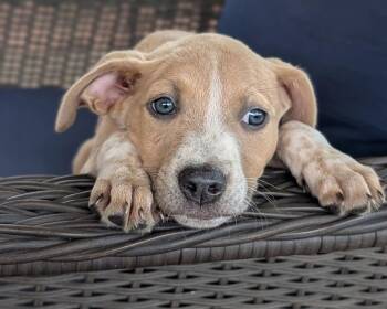 Australian Cattle Dog Blue Heeler and Pit Bull Terrier Dogs Available for Adoption in Shawnee, Oklahoma - Violet Valentine | PetCurious