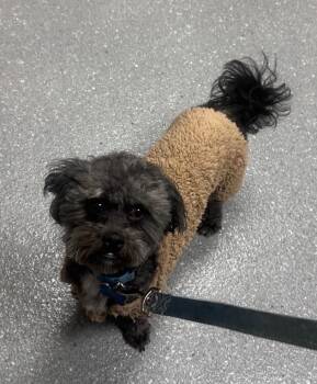 Rescue Shih Tzu and Poodle Dogs for Adoption in Greenfield, Indiana - Jax | PetCurious