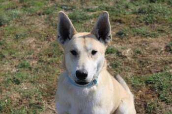 Shepherd and Mixed Breed Dogs Available for Adoption in Kansas City, Missouri - Dreamer | PetCurious