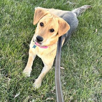 Shepherd Dogs Available for Adoption in Fargo, North Dakota - Chai | PetCurious