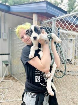Whatchamacallit -  Terrier Dog for Adoption in Muskegon, Michigan - Whatchamacallit | PetCurious