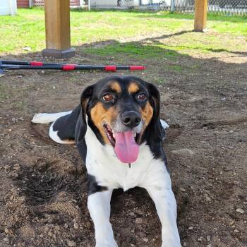 Hound Dogs Available for Adoption in Concord, New Hampshire - Pazzo | PetCurious