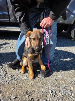 German Shepherd Dog and Mixed Breed Dogs Available for Adoption - Nallie | PetCurious
