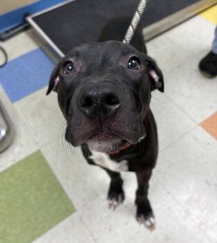 Rescue Pit Bull Terrier Dogs for Adoption in Sioux City, Iowa - Brady | PetCurious