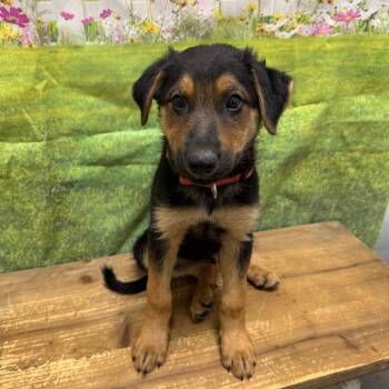 Julius -  Shepherd and Labrador Retriever Dog for Adoption in Normal, Illinois - Julius | PetCurious