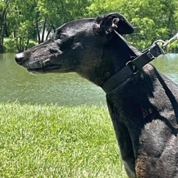 Farrah -  Greyhound Dog for Adoption in Dallas, Texas - Farrah | PetCurious