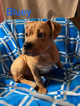Rescue American Bully and Mixed Breed Dogs for Adoption - Bluey | PetCurious