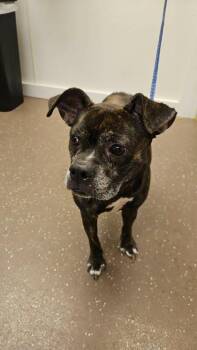 Sender -  Mixed Breed Dog for Adoption in South Bend, Indiana - Sender | PetCurious