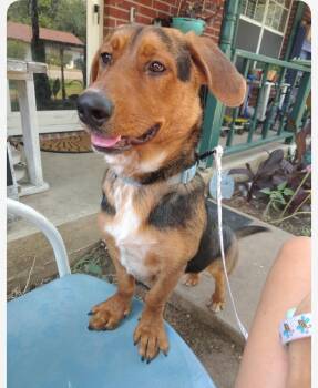 Onyx cs -  Basset Hound and Corgi Dog for Adoption in Columbia, Maryland - Onyx Cs | PetCurious