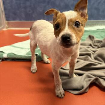 Terra -  Australian Cattle Dog Blue Heeler Dog for Adoption in Ridgway, Colorado - Terra | PetCurious