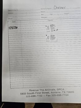 Australian Shepherd Dogs Available for Adoption - Chester $475 | PetCurious