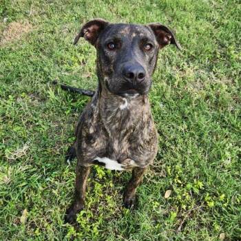 Nibbles -  Terrier and Mixed Breed Dog for Adoption in Corpus Christi, Texas - Nibbles | PetCurious