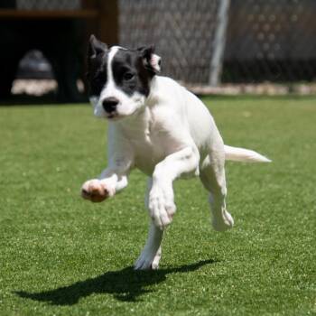 Pit Bull Terrier Dogs Available for Adoption in Parkersburg, West Virginia - Snow Cone | PetCurious
