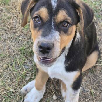 Bernese Mountain Dog and Flat Coated Retriever Dogs Available for Adoption - Maverick | PetCurious