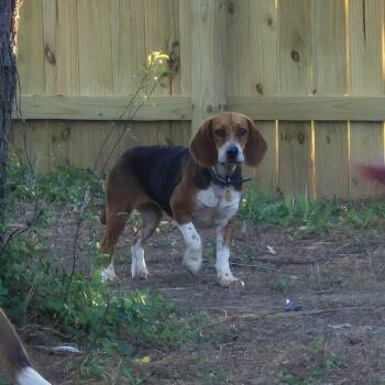 Beagle Dogs Available for Adoption in Chesapeake, Virginia - Pizza | PetCurious