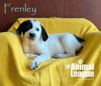 Frenley -  Labrador Retriever Dog for Adoption in Groveland, Florida - Frenley | PetCurious