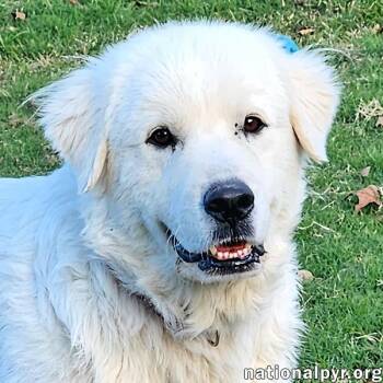 Rescue Great Pyrenees Dogs for Adoption in Beacon, New York - Coral In KY - Always Wears A Smile! | PetCurious