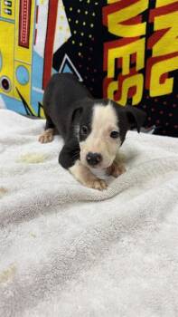 Mixed Breed Dogs Available for Adoption in Jacksonville, Florida - BETTY LOU | PetCurious