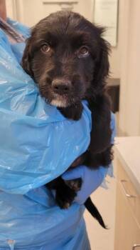 Mixed Breed Dogs Available for Adoption in Chillicothe, Ohio - Square | PetCurious
