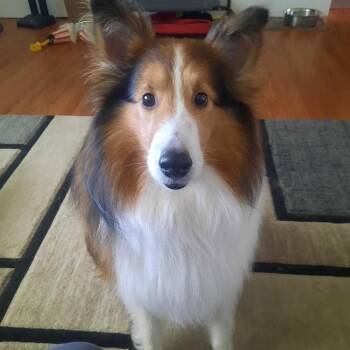Shetland Sheepdog Sheltie Dogs Available for Adoption in Dublin, Ohio - Hunter | PetCurious