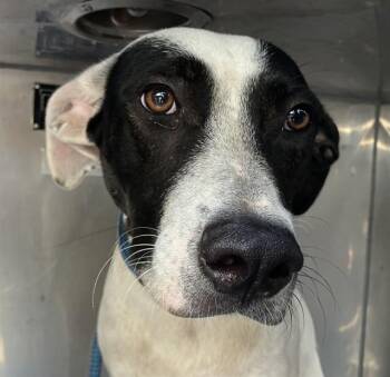 NENE -  Mixed Breed Dog for Adoption in Dallas, Texas - NENE | PetCurious