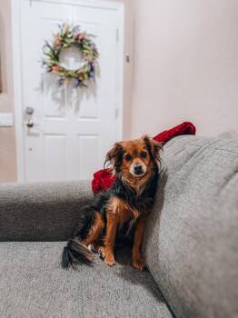 Spaniel Dogs Available for Adoption in Goodyear, Arizona - Cookie | PetCurious