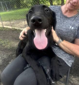 Elsie -  Black Labrador Retriever Dog for Adoption in Houston, Texas - Elsie | PetCurious