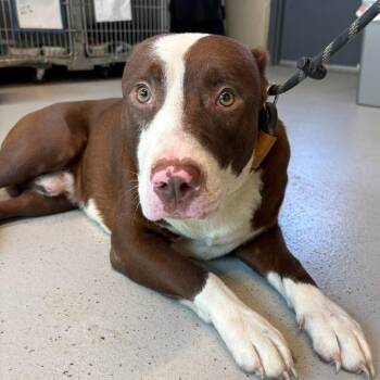 Dave -  Mixed Breed Dog for Adoption in Huntington, West Virginia - Dave | PetCurious
