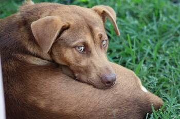 Carmello - In Portland, OR now -  German Shepherd Dog Dog for Adoption in Los Angeles, California - Carmello - In Portland, OR Now | PetCurious
