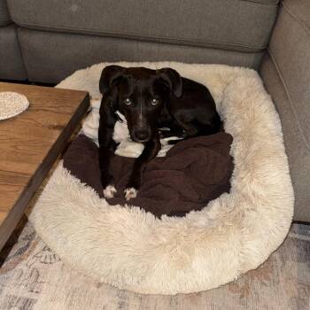 Dahlia -  Hound and Black Labrador Retriever Dog for Adoption in Ferndale, Michigan - Dahlia | PetCurious