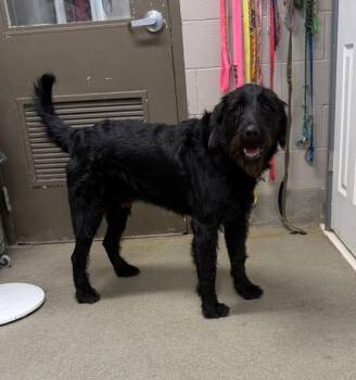 Terrier and Retriever Dogs Available for Adoption in Hopkinsville, Kentucky - Sherlock | PetCurious