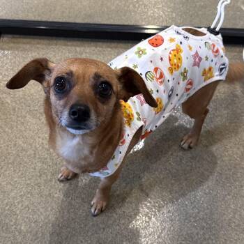 Cloe -  Chihuahua and Dachshund Dog for Adoption in Kearney, Nebraska - Cloe | PetCurious