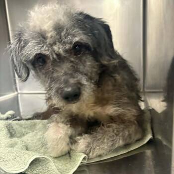 Poodle Dogs Available for Adoption in Chino Hills, California - Adair - Costa Mesa Location | PetCurious