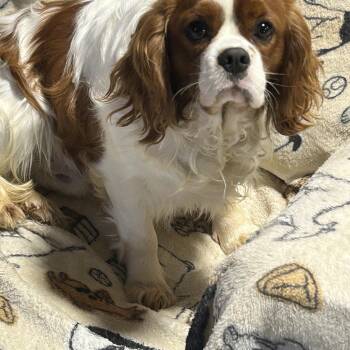 Windham -  Cavalier King Charles Spaniel Dog for Adoption in Antwerp, Ohio - Windham | PetCurious