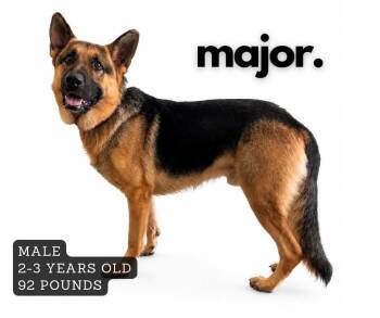 Major -  German Shepherd Dog Dog for Adoption in Ashland, Kentucky - Major | PetCurious
