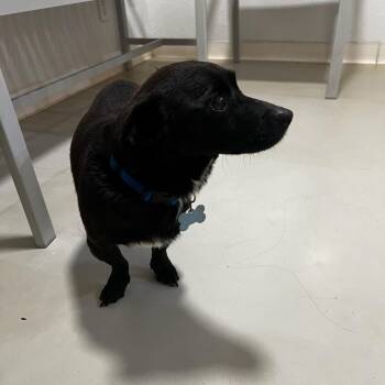 Dachshund and Chihuahua Dogs Available for Adoption - Nikko - Costa Mesa Location | PetCurious