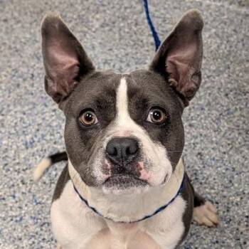 Erwin -  Mixed Breed Dog for Adoption in Greenville, South Carolina - Erwin | PetCurious