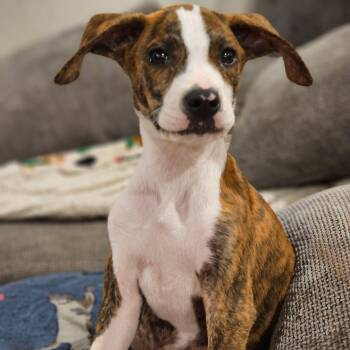 Walnut -  Labrador Retriever and Chiweenie Dog for Adoption - Walnut | PetCurious