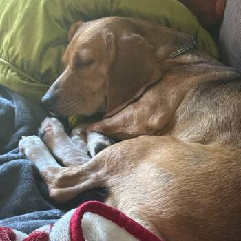 Flo -  Beagle Dog for Adoption in Nowata, Oklahoma - Flo | PetCurious