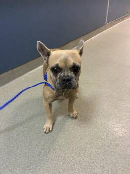 JACK -  French Bulldog Dog for Adoption in Doral, Florida - JACK | PetCurious