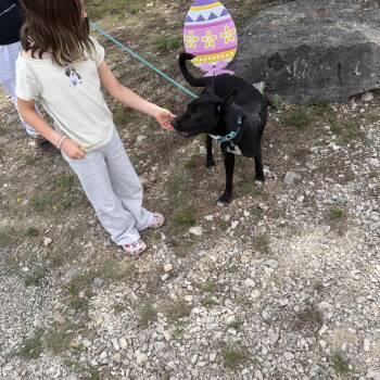 Belgian Shepherd Malinois and Black Labrador Retriever Dogs Available for Adoption in Mico, Texas - Ned | PetCurious