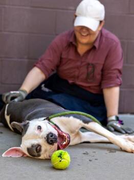 Mixed Breed Dogs Available for Adoption in Chamblee, Georgia - Shaylan | PetCurious
